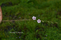 Sopubia stricta